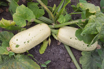 White zucchini in the garden. Covered with green spots. Vegetable diseases. Close-up.