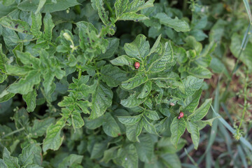Colorado potato beetles on potato leaves. Garden pests. Harvest. Close-up.