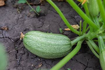 Zucchini. Green view in the garden. Harvest. Vitamins. Healthy products.  Close-up.