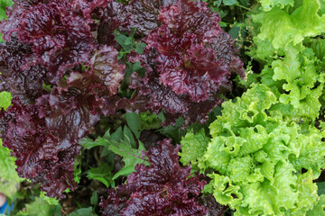 Red and green salad leaves. Close-up.