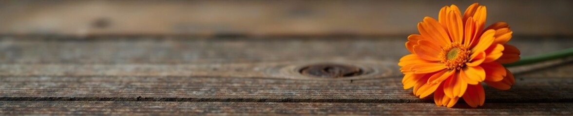 Fototapeta premium Single orange marigold flower on a wooden surface, texture, simplicity