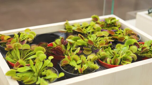 Venus flytraps growing in small pots inside wooden container, displaying carnivorous plant collection with distinctive green red leafy traps