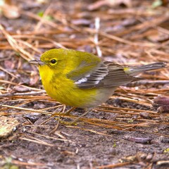 Yellow Warbler on Forest Floor