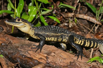 Fototapeta premium A spectacular image of a black caiman lurking in the dark waters of the Amazon River