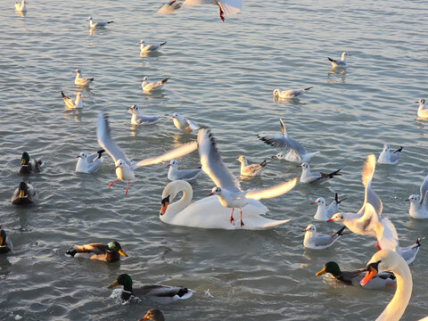 seagulls and swans on calm water