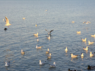 seagulls on calm water