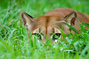 Obraz premium striking image of a puma crouched low in the grasslands, eyes fixed on its prey.