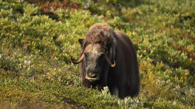 Musk Oxen walking in Greenland at springtime