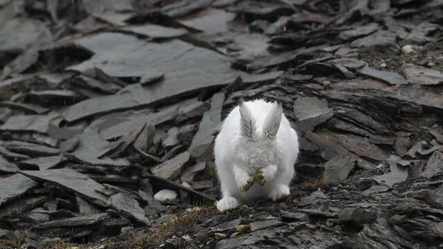 Arctic Hare grooming and cleaning in Greenland with heavy rain falling