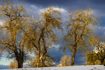 Sunlit leafless group of trees in winter. Hilly winter landscape. Snow covered fields and dramatic dark blue sky with clouds