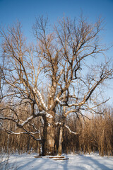 Deep within the serene and snowy forest, a solitary tree stands leafless and tall, remaining silent as it is enveloped by a pristine white blanket of untouched snow all around