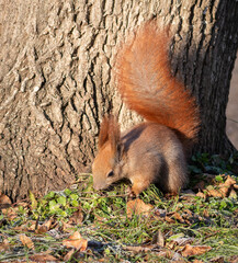 Red squirrel, Sciurus vulgaris. The animal is looking for food in the grass under the tree