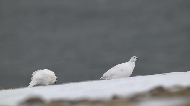 Willow Ptarmigan female with typical black eyebrows picking seeds in the Arctic circle frozen ground