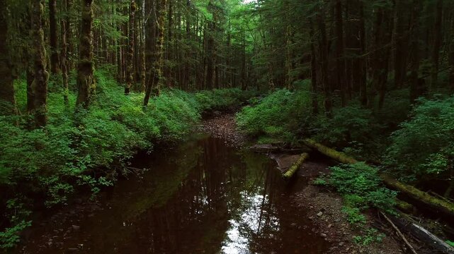 Melted snow water flowing downstream in British Columbia surrounded by lush green nature