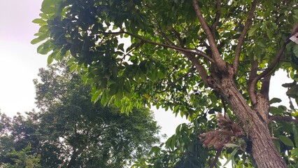 trees against a backdrop of blue sky and white clouds in the daytime