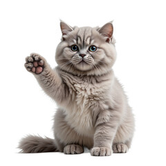 Obraz premium Gray cat with raised paw transparent background