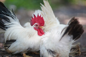 White Thai bantam chickens with black tails are raised free-range and forage in the grass field..