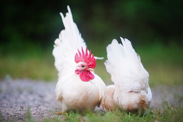 White Thai bantam chickens are raised free-range and forage in the grass field.