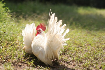 White Thai bantam chickens are raised free-range and forage in the grass field.