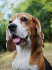 Portrait of a cute beagle smiles.
