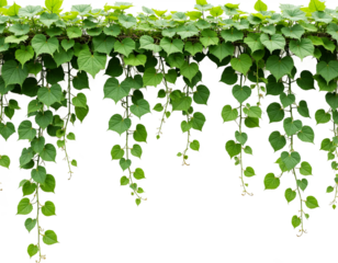 Green vine with leaves on a transparent background