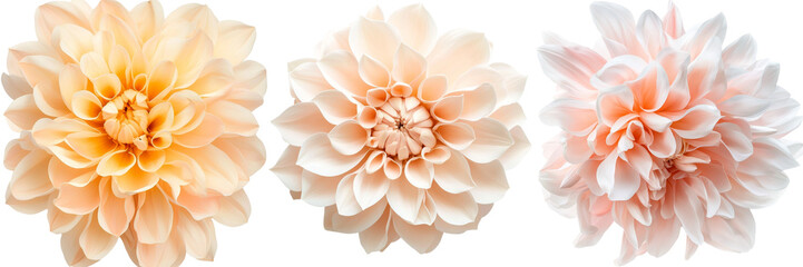 Chrysanthemum flower distinctly placed on a see-through background