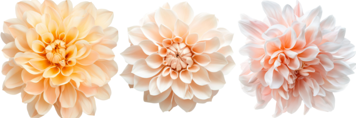 Chrysanthemum flower distinctly placed on a see-through background