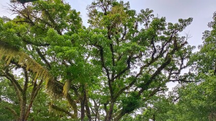 trees against a backdrop of blue sky and white clouds in the daytime