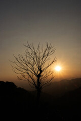 silhouette of tree without leaves at sunset 