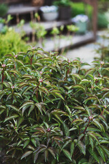 peony bushnwith many buds in spring or summer garden