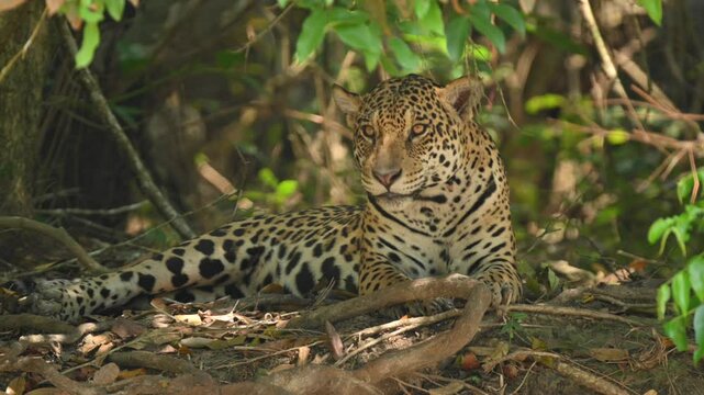 Potrait of a Jaguar yawning and resting in the cool shade of the thick Pantanal 
