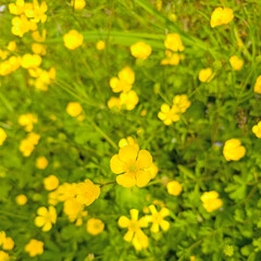 Flowers of the creeping buttercup, Ranunculus repens