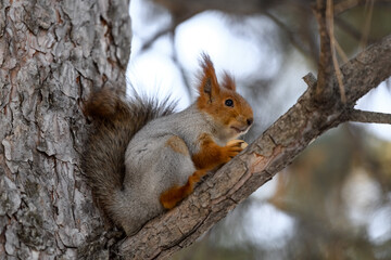 Red eurasian squirrel in winter park 