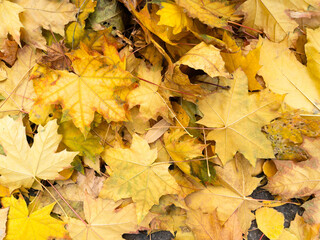 Background of fallen yellow, green and brown maple leaves