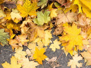 Background of fallen yellow, green and brown maple leaves