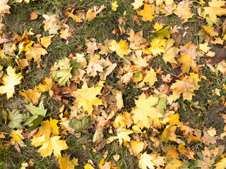 Background of fallen yellow, green and brown maple leaves