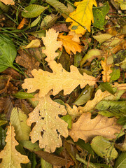 Background of fallen yellow, green and brown oak leaves with rain drops
