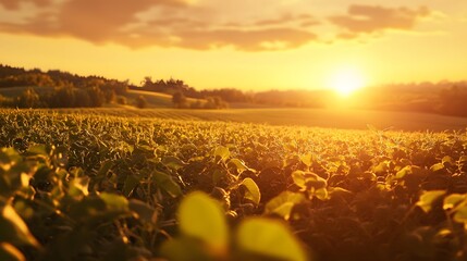 Golden Sunset Over Lush Green Agricultural Field