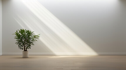Empty Room with Sunlight and Plant - Minimalist Interior Design