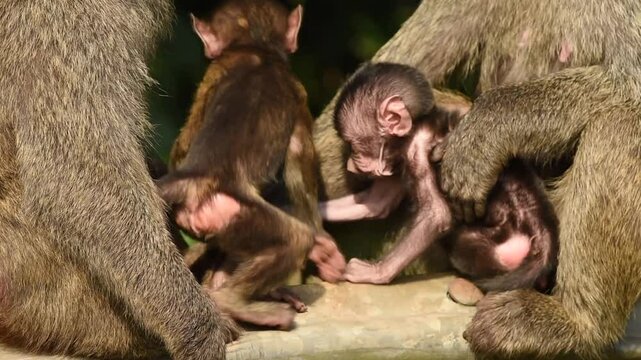 Baboon mother and babies in Uganda Savannah, Close up shot