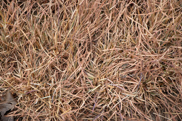 golden brown autumn grass background, backdrop wallpaper 