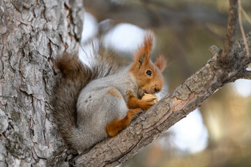 Red eurasian squirrel in winter park 