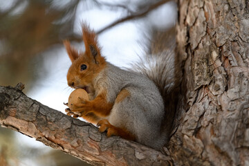 Red eurasian squirrel in winter park 