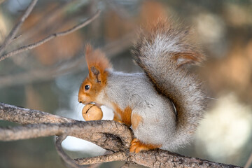 Red eurasian squirrel in winter park 