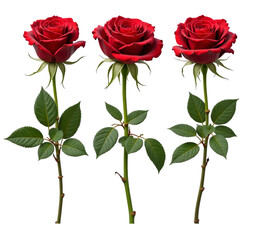 Naklejka premium Three red roses on transparent background