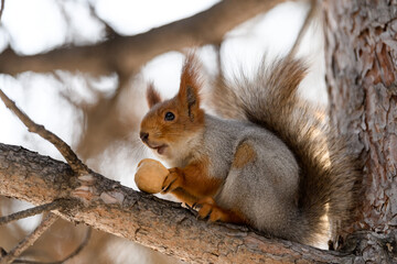 Red eurasian squirrel in winter park 