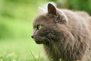 Beautiful gray cat outdoors on green lawn