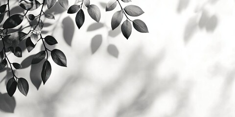 Gray silhouettes of tree leaves in upper left corner casting shadows on a soft white wall creating an abstract natural design with space for text