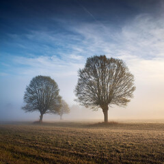 Fototapeta premium tree in the field