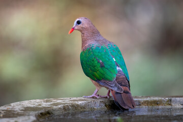 Emerald Dove 
